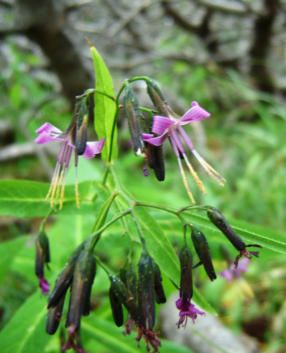 Prenanthes purpurea / Lattuga montana